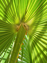 Leaf of palm tree