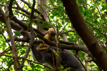 Langur monkeys