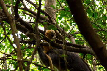 Langur monkeys