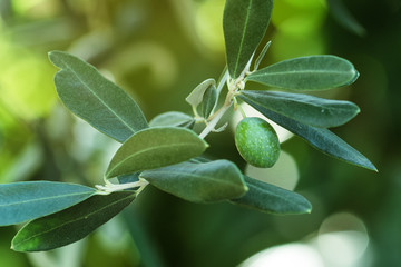 Green olive fruit on tree branch
