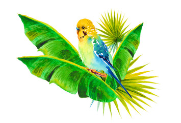 watercolor picture of budgie on white background - 128386982