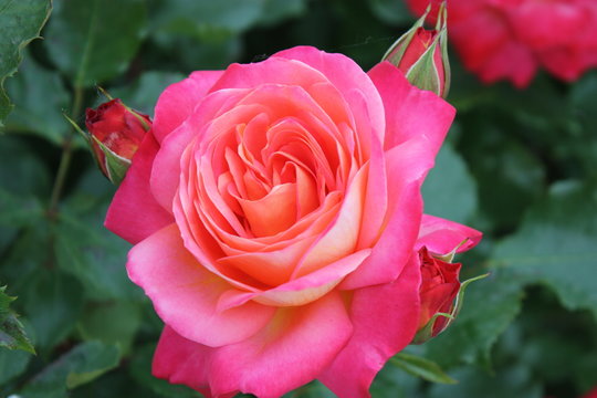 Pink rose blossom
