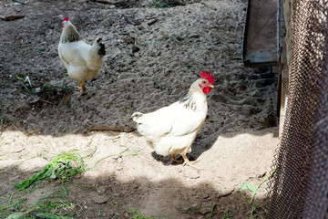 Fototapeta na wymiar White chicken walking on the chicken coop in the spring. Agriculture. Ornithology. Poultry yard.