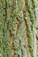 Tree bark texture. The structure of forest tree bark.