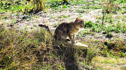 cat