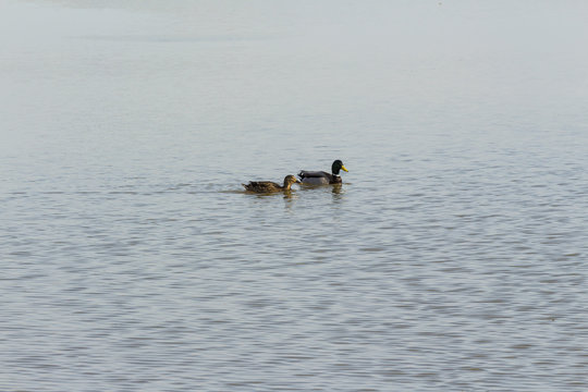 Two ducks swimming in the lake.