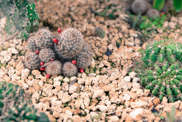 Group of Cactus Various Kind Nature Houseplant Fresh Concept in top view, vintage tone.
