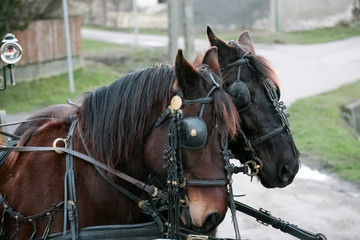 Two beautiful horses