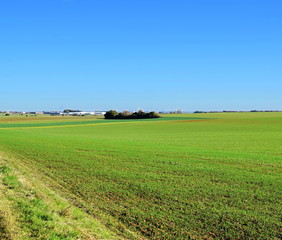 Green field on sunny day with blue sky