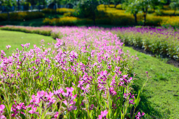 Colorful pink flowers in the garden at Rajapruek park, Chiangmai, Thailand