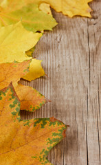 Naklejka na ściany i meble autumn maple leaves on old wooden board