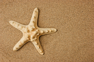 starfish on a sandy beach