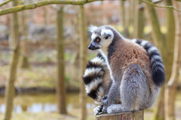 A lemur sits at the tree trunk