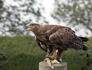 eagle