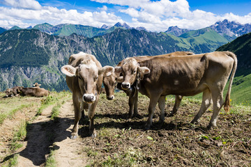 Fototapeta na wymiar Kühe auf dem Trail