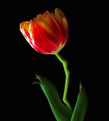 red and yellow tulip