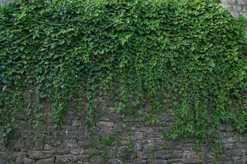Summer wall with green creeper plant. 