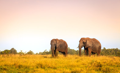 Obraz premium African elephants