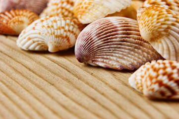 Sea shells on old wooden board