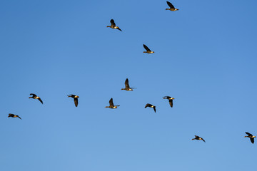 Wildgänse im Vogelzug am Himmel