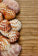 Sea shells on old wooden board