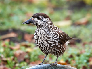 Eurasian nutcracker (Nucifraga caryocatactes)