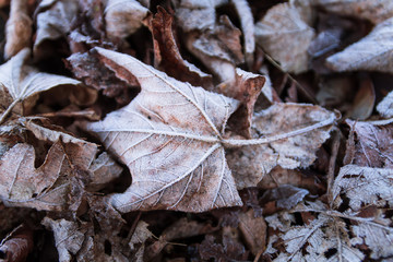 Frosted leaves on the ground.
Winter is coming. 
Cold as ice.