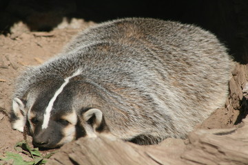 Wisconsin Badger