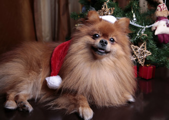  Pomeranian dog in a hat of Santa Claus sitting under the Christ