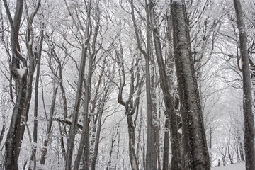 Bieszczadzki Park Narodowy droga na Połoninę Wetlińską, drzewa w szadzi