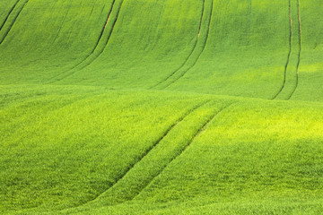 Obraz na płótnie Canvas waves and lines in green wheat field