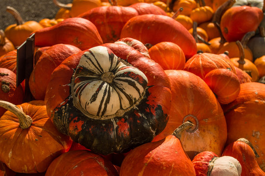 Pumpkins and ornamental gourds