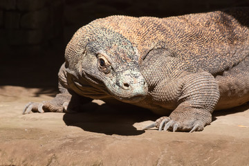 Komodo dragon
