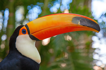 Colorful tucan