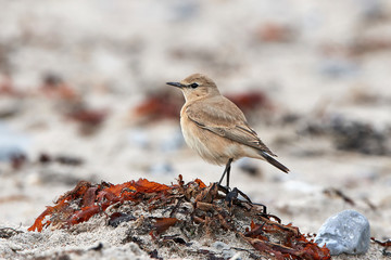 Isabelline wheatear (Oenanthe isabellina)