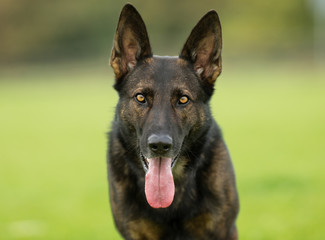 German Shepherd Dog