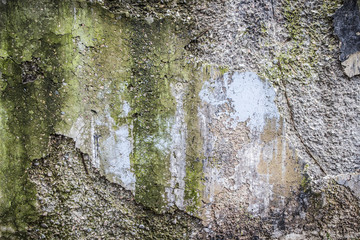 Destroyed wall with the mold, moss. For background