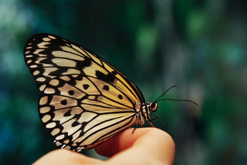 Fototapeta na wymiar Beautiful butterfly outdoors