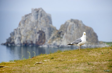 Fototapeta na wymiar Seagulls on the Olkhon Island, Baikal Lake, Russian Federation