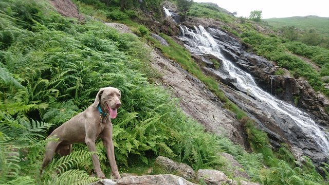 Reggie in the Lake District