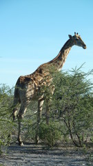 Obraz premium Giraffe at trees in Africa