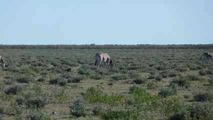 Zebras in the gras in Africa