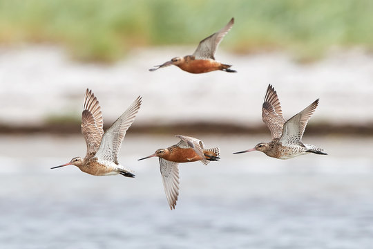 Bar-tailed godwit (Limosa lapponica)