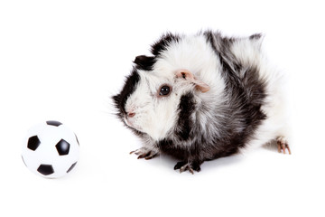 little guinea pig playing football
