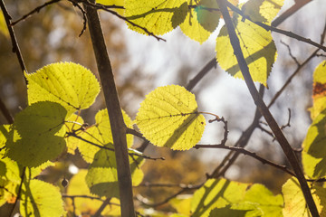 Obraz premium Autumn background from yellow leaves of linden against the sky and the backlight.