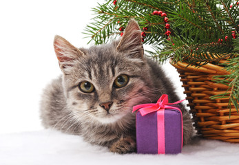 Kitten with Christmas gifts.