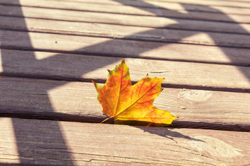 Naklejka na ściany i meble Autumn background from yellow and red maple leaf between wooden boards floor and the backlight