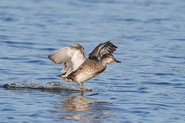 Eurasian teal (Anas crecca)