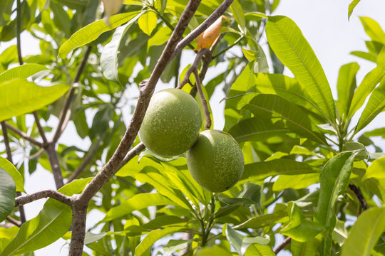 The green fruits of cerbera odollam on tree in Bali, Indonesia