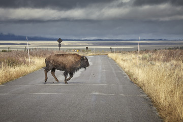 Young American bison (Bison bison) running across road in Grand Teton National Park, Wyoming, USA. © MaciejBledowski